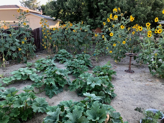 Reno Nevada pumpkin patch
